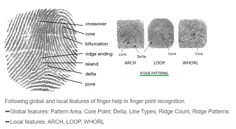 Chart showing ridge patterns for fingerprint recognition.